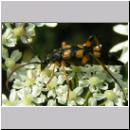 Strangalia attenuata - Bockkaefer 04.jpg